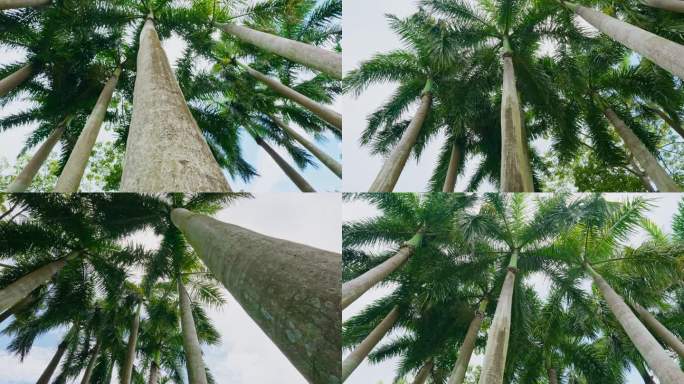 仰拍棕榈树林椰子树热带雨林
