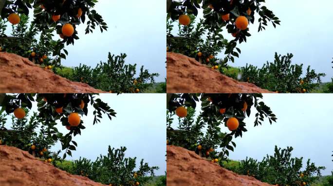 赣南脐橙  橙子树