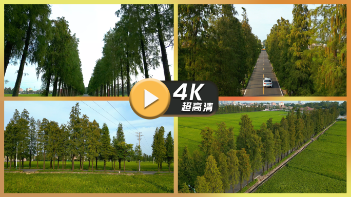 模拟汽车第一视觉在松树防护林带行驶