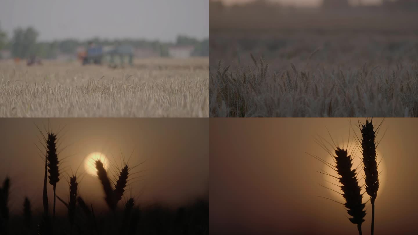 小麦 夕阳下的小麦 麦田