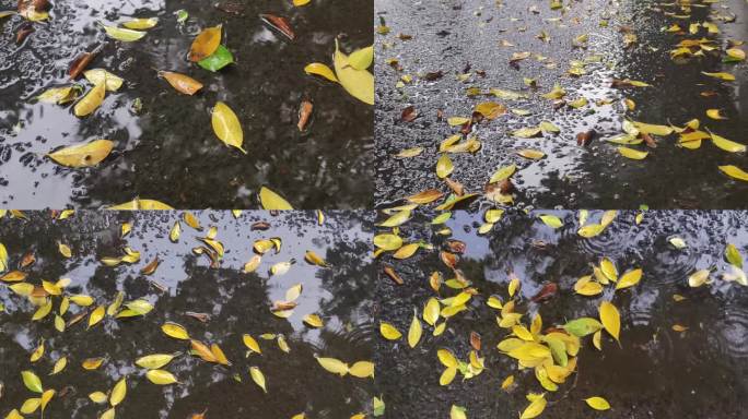 秋雨雨滴落叶秋叶雨滴小雨伤感失落秋季雨天