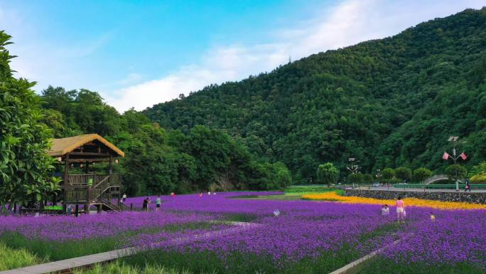 郧西花海延时 马鞭草 紫色花海 4k