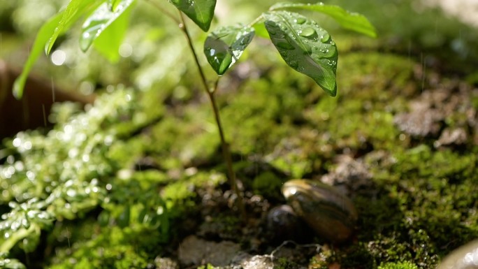 雨水滋润植物绿植清新生态自然