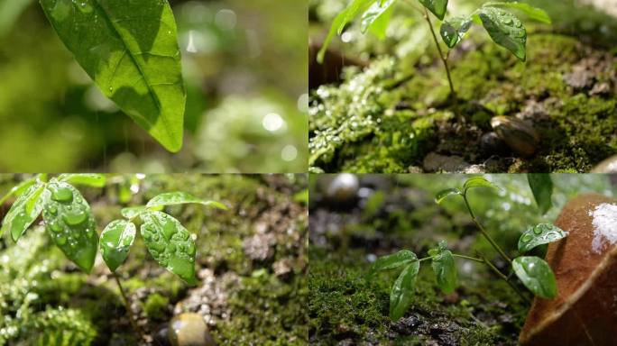 雨水滋润植物绿植清新生态自然