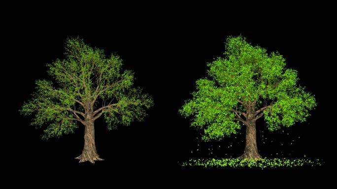 大树生长摇曳树叶飘落-带透明通道