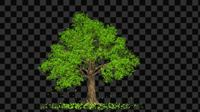 大树生长摇曳树叶飘落-带透明通道