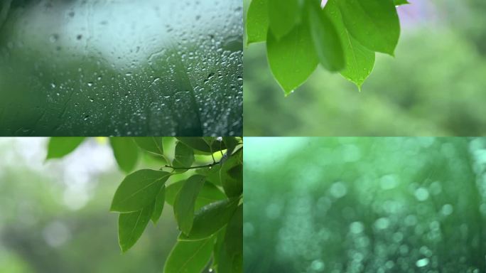 下雨绿色安静的氛围
