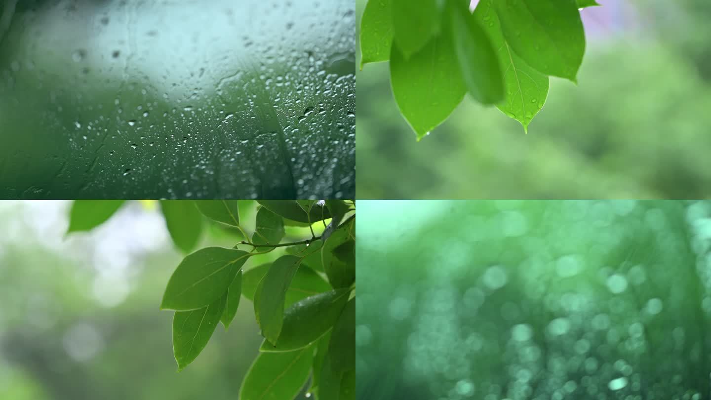 下雨绿色安静的氛围