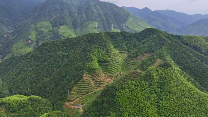 航拍安徽黄山毛峰茶田高海拔茶园