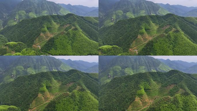 航拍安徽黄山毛峰茶田高海拔茶园