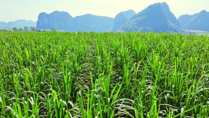 航拍广西甘蔗种植区甘蔗林地