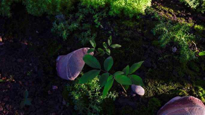 绿色清新阳光植物