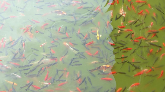 池子里的各种鱼类畅游鱼儿在水里游荡