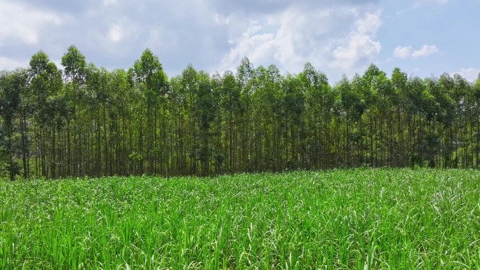 航拍广西甘蔗种植区与桉树林