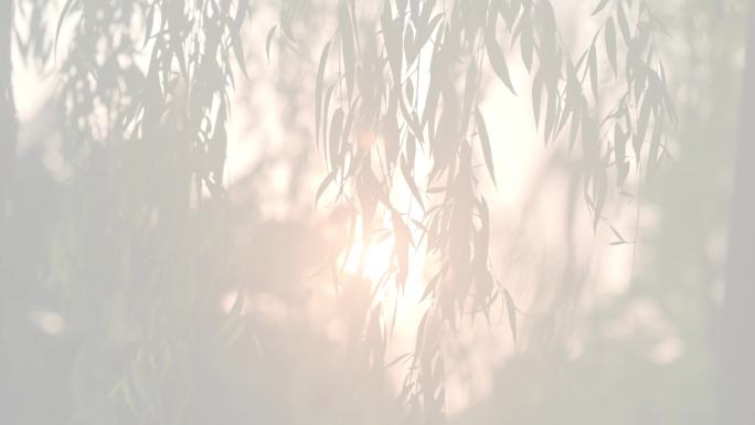傍晚阳光透过柳枝树叶