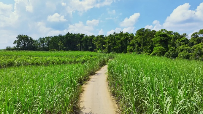 航拍广西甘蔗种植区甘蔗林地