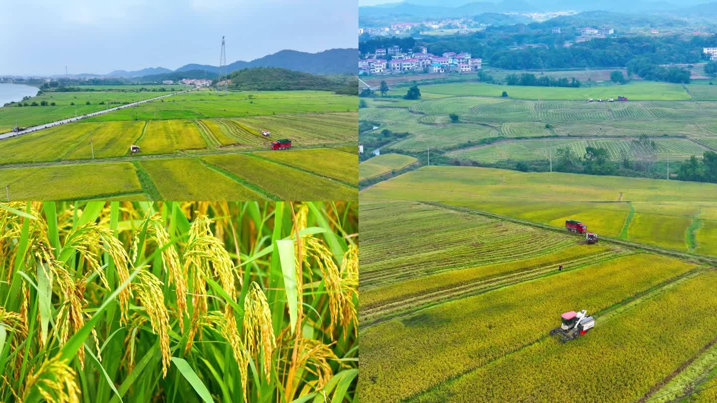农田水稻收割机 大丰收农业稻田 农业粮食