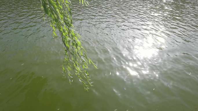 绿色柳条绿色湖水