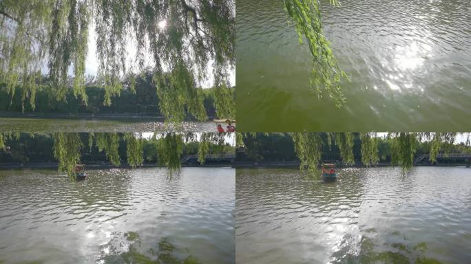 绿色柳条绿色湖水
