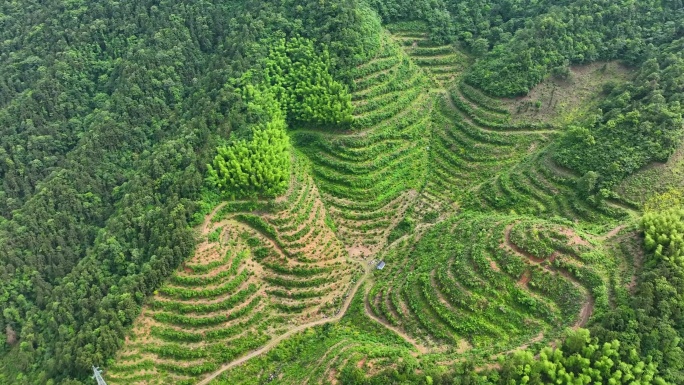 航拍安徽黄山毛峰茶田高海拔茶园