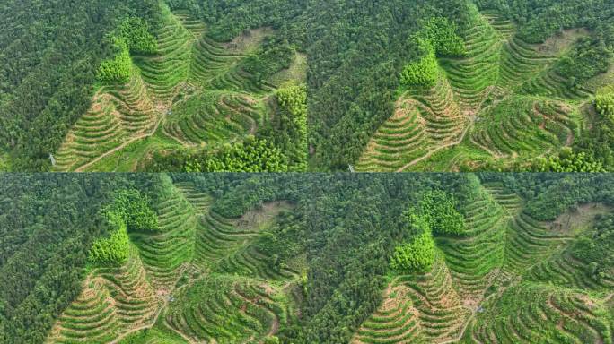 航拍安徽黄山毛峰茶田高海拔茶园