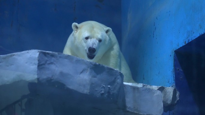 大连森林动物园--北极熊