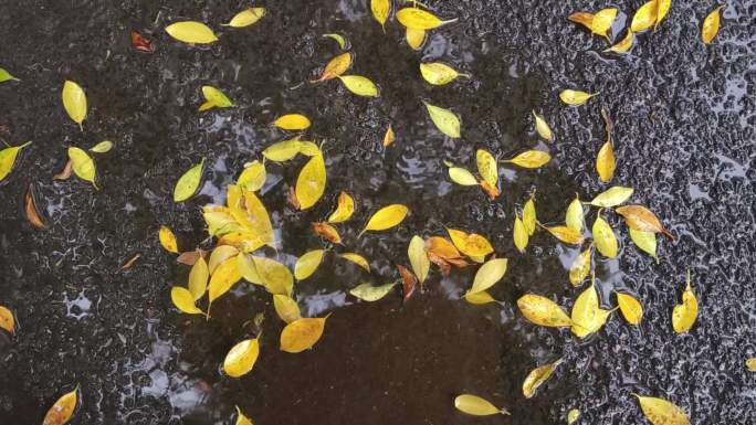 秋雨 雨滴落叶叶黄叶秋叶雨滴小雨伤感失落