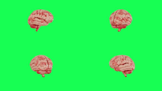 人脑仿真模型在其轴线上旋转360度，背景为绿色。