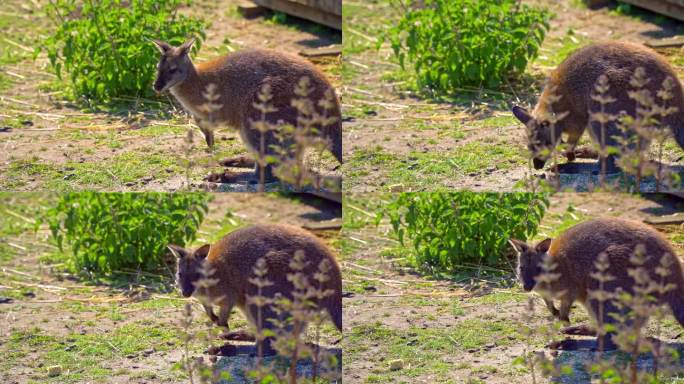 在英国林肯郡的野生动物园里，小袋鼠正在吃蔬菜。