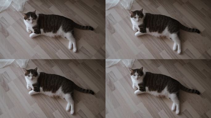 毛茸茸的家猫，懒洋洋地躺在拼花地板上，睡觉，从一边到另一边，宠物生活
