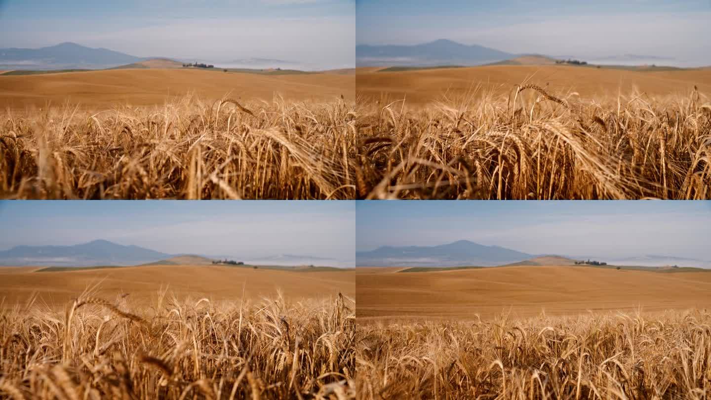 风景秀丽的金色麦田在阳光明媚的夏日景观，托斯卡纳
