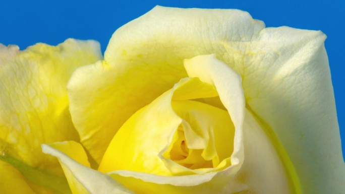 黄玫瑰盛开在蓝色背景的时间推移4k缩放视频。