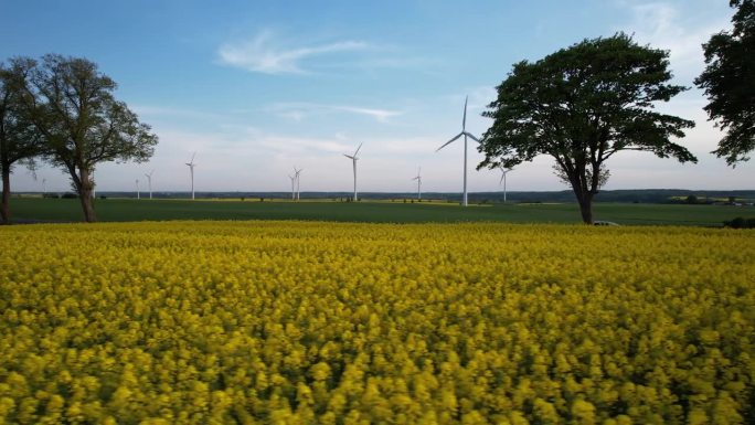汽车行驶在乡间公路之间的黄色油菜籽和绿色黑麦田在春天的背景，以风力涡轮机农场的观点-空中低角度摄影右