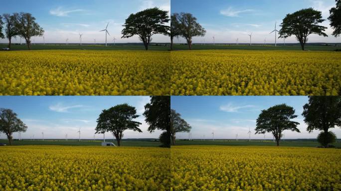 汽车行驶在乡间公路之间的黄色油菜籽和绿色黑麦田在春天的背景，以风力涡轮机农场的观点-空中低角度摄影右