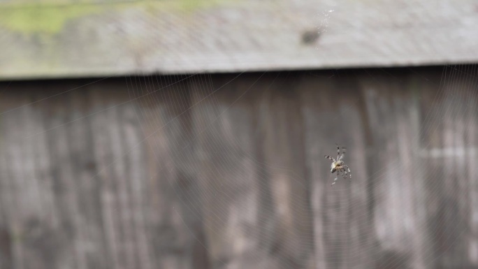 蜘蛛在花园里织网4K