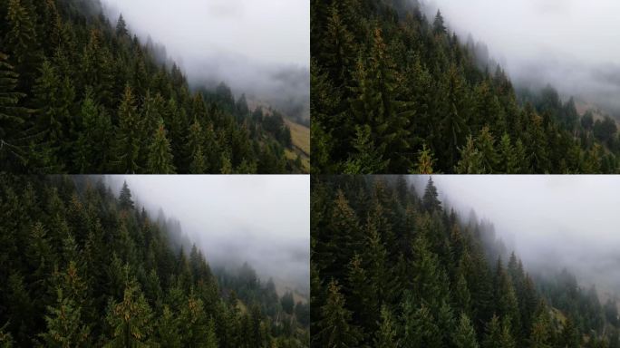 山区的阴雨天气。雾气吹过松树林。云杉林中的树木在雾蒙蒙的日子里的山的空中镜头。晨雾笼罩着美丽的秋林。