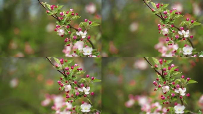 苹果树上娇嫩的花朵盛开着。近景视差镜头。散景背景。