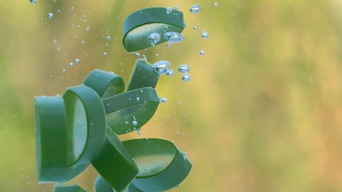 绿色芦荟植物叶片落在水中