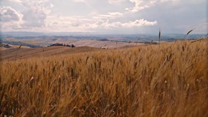 风景秀丽，阳光明媚，金色的小麦作物在托斯卡纳起伏的景观