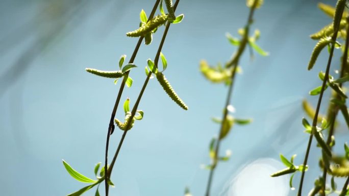 特写:垂柳的枝干上，清绿的春雏在风中摇曳，背景是碧蓝的湖水。宁静祥和的景象。缓慢的运动。