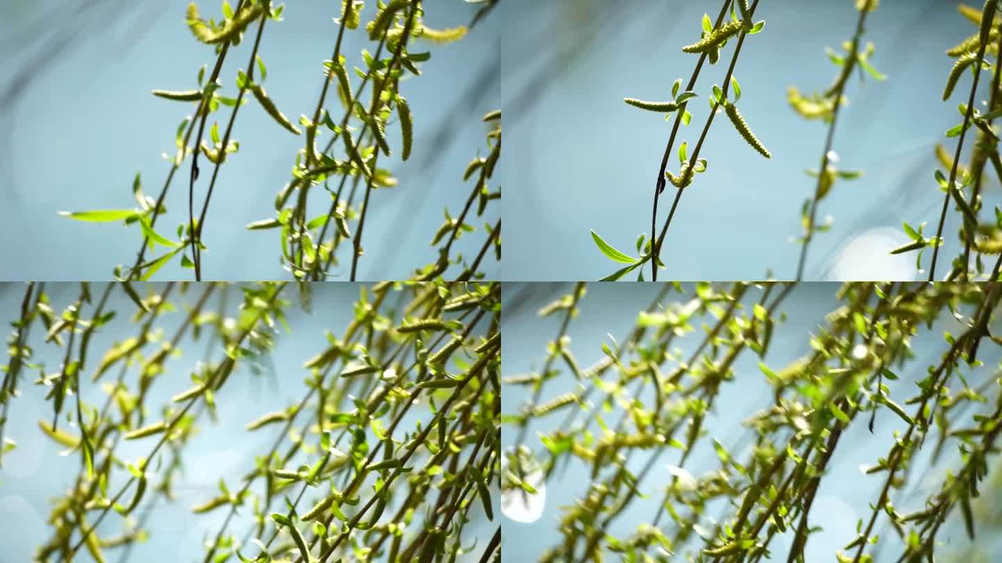 特写:垂柳的枝干上，清绿的春雏在风中摇曳，背景是碧蓝的湖水。宁静祥和的景象。缓慢的运动。