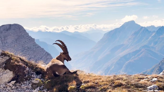宁静的山羊在阿尔卑斯山上吃草