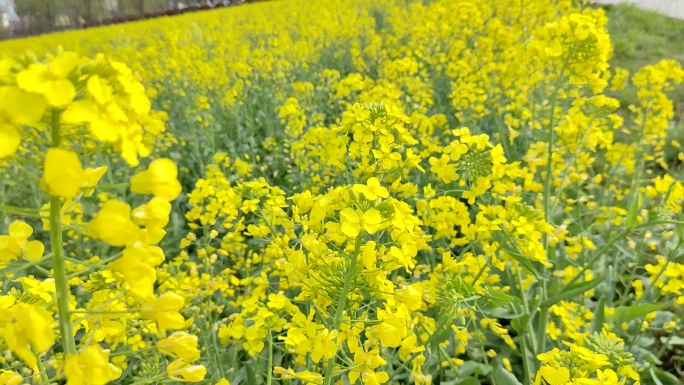 油菜花特写纵向