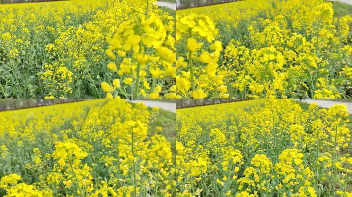 油菜花特写纵向