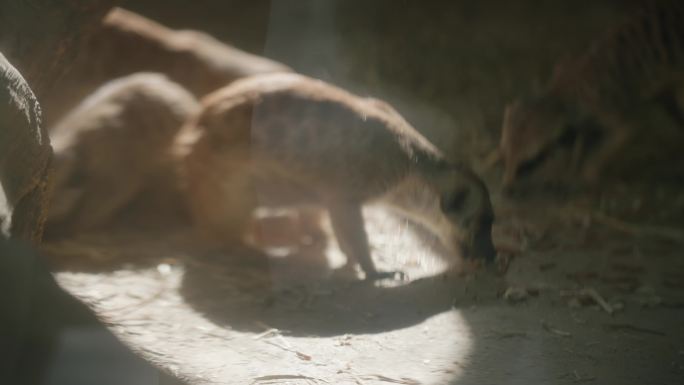 武汉九峰森林动物园里的狐獴