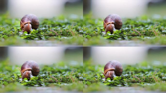 一只蜗牛在雨林的绿叶上行走的特写