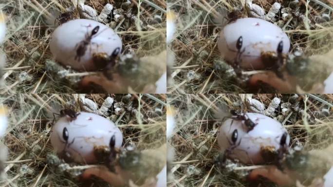 麻雀蛋孵化失败，被黑蚂蚁包围