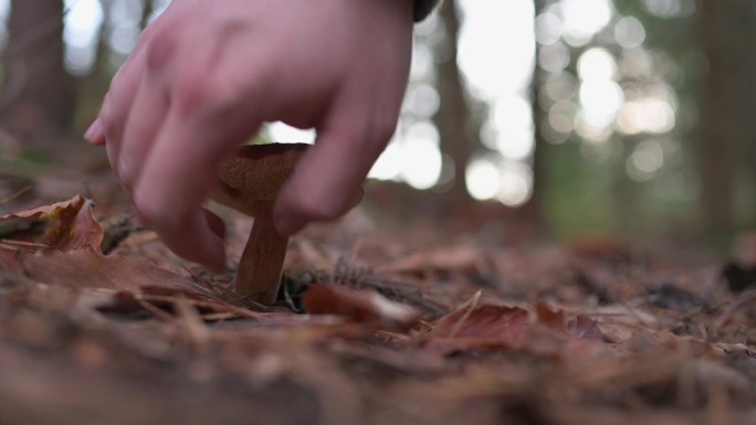 采集者在秋林中采摘牛耳菌