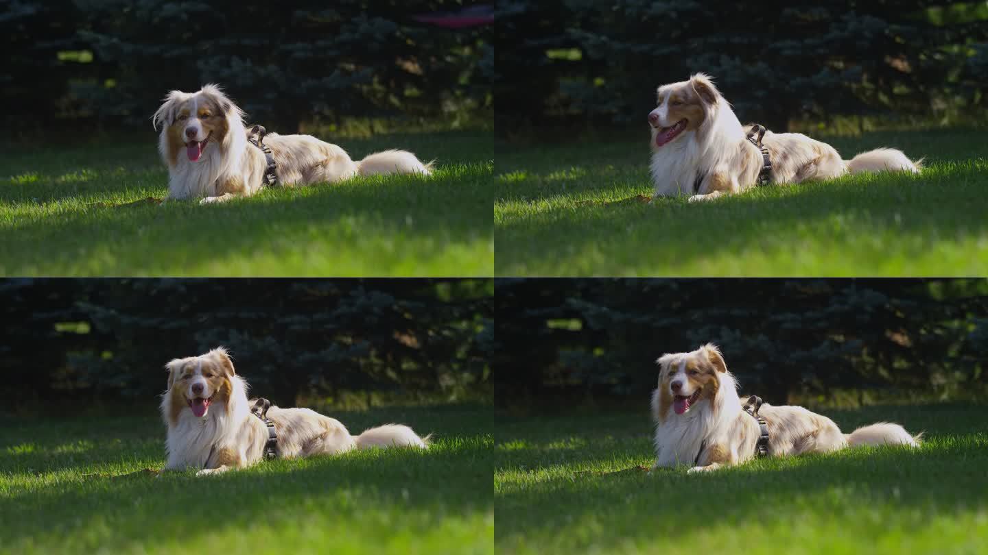 快乐的狗狗和可爱的主人一起散步。在草地上休息