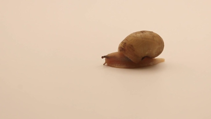 一只在白纸上缓慢移动的小蜗牛